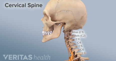 Adult-Cervical-Spine-anatomy-overview